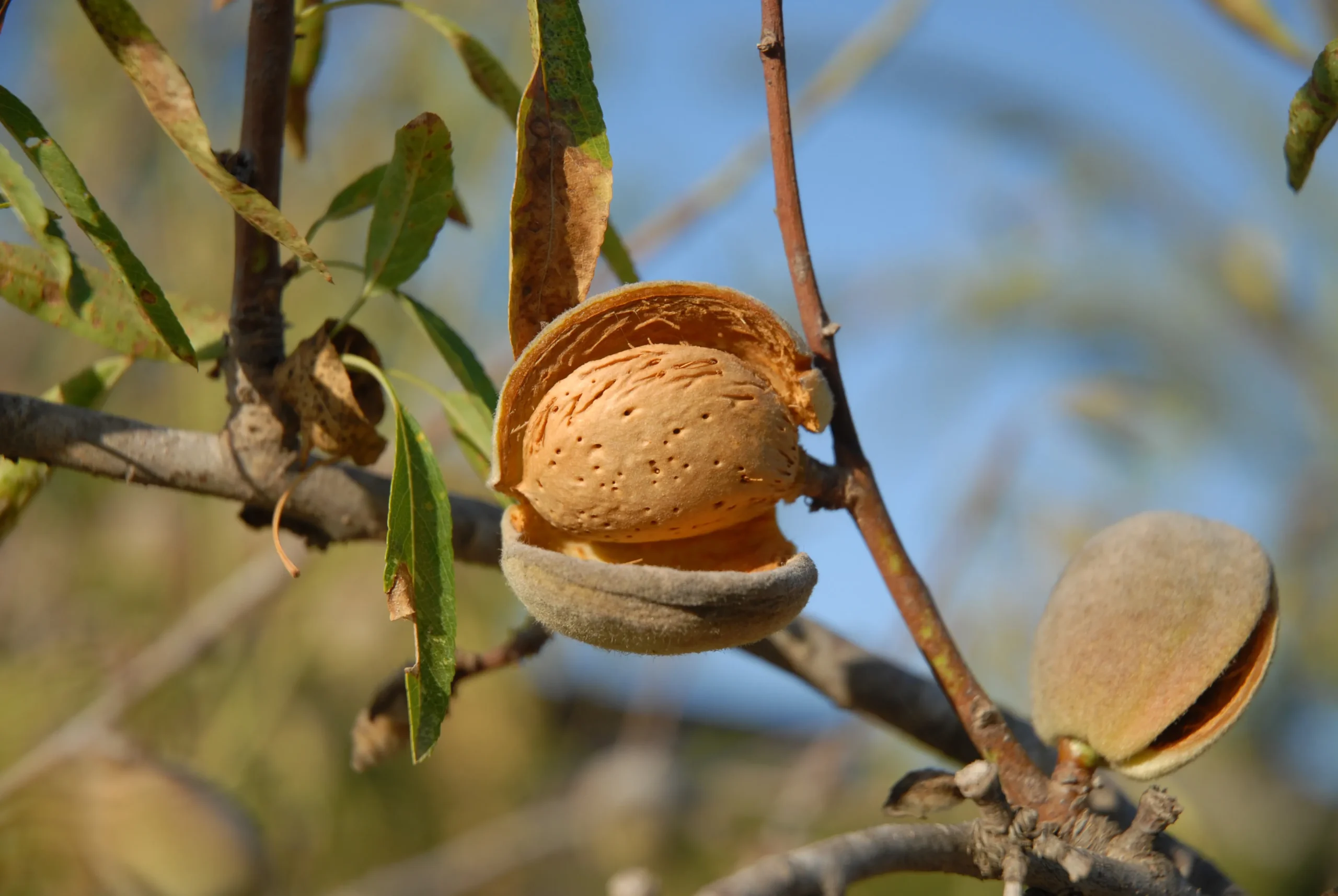 fruto de almendro