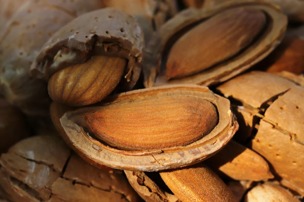 fruto del almendro